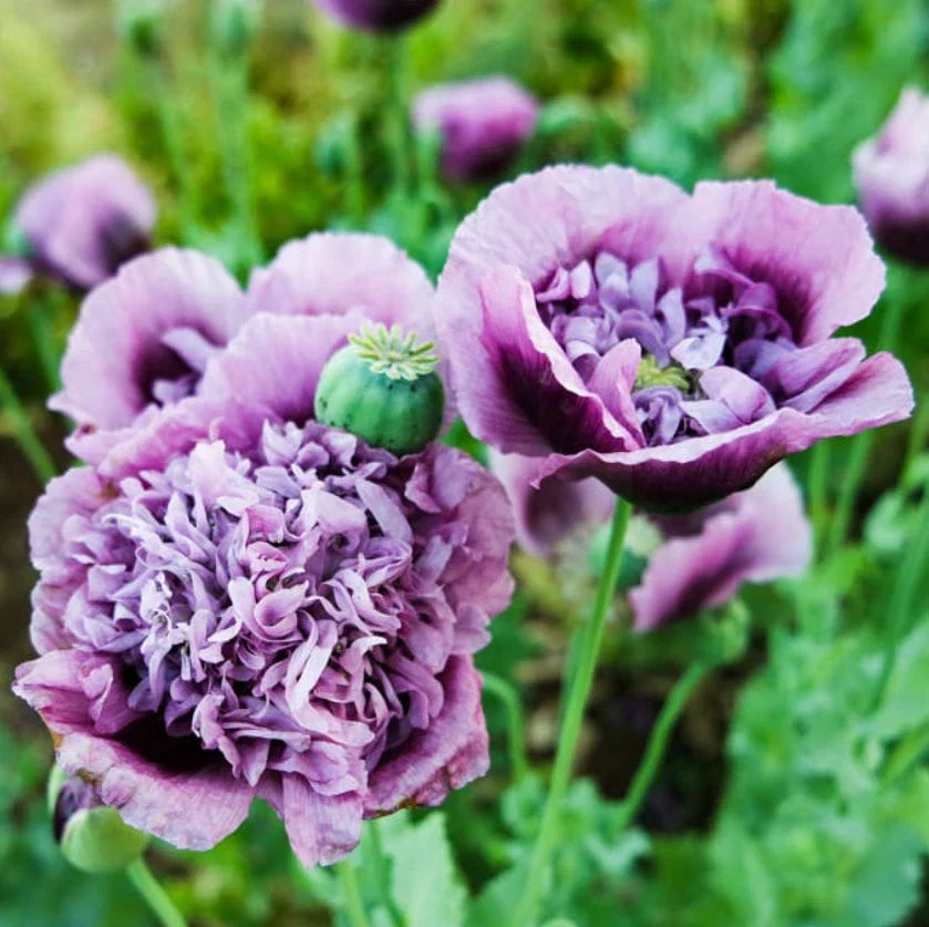 Poppy Seeds - 500 Organic Purple Frilly Breadseed Pods - Reseeds for Pollinators - Papaver somniferum