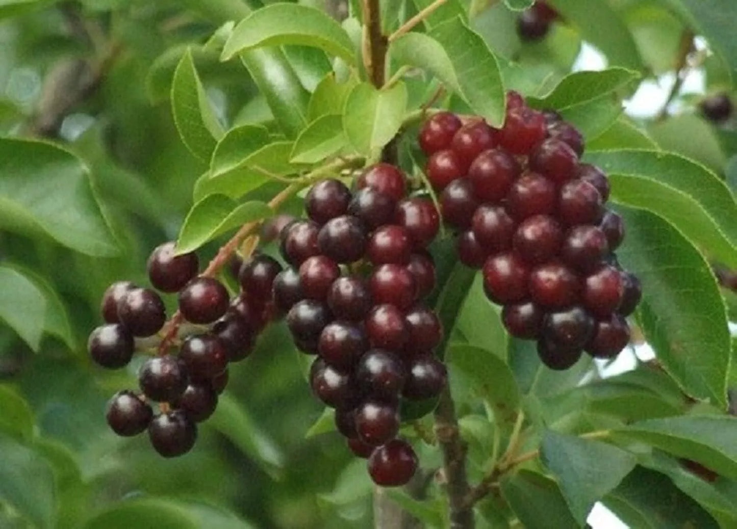 Chokecherry Bush Seedlings for Planting - Prunus virginiana - Native Fruit Plant - Hardy Perennial Shrubs