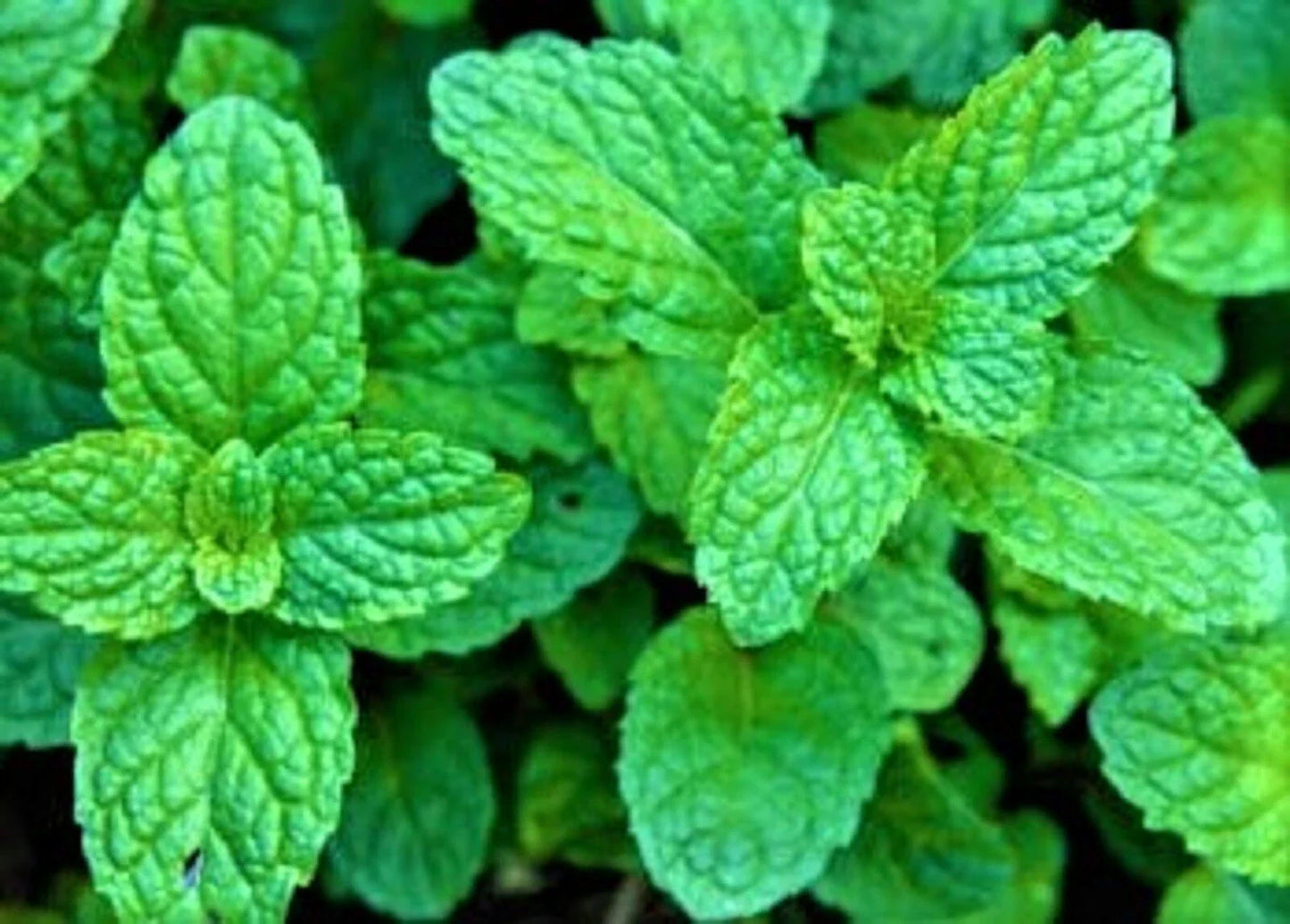 Peppermint Mint Seeds - Non-GMO - 100+ Seeds - Mentha × piperita - Herb Garden Starter