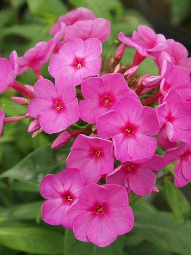 Flame Phlox Seeds - 50 Perennial Flower Seeds for Butterflies - Phlox paniculata - US Seller
