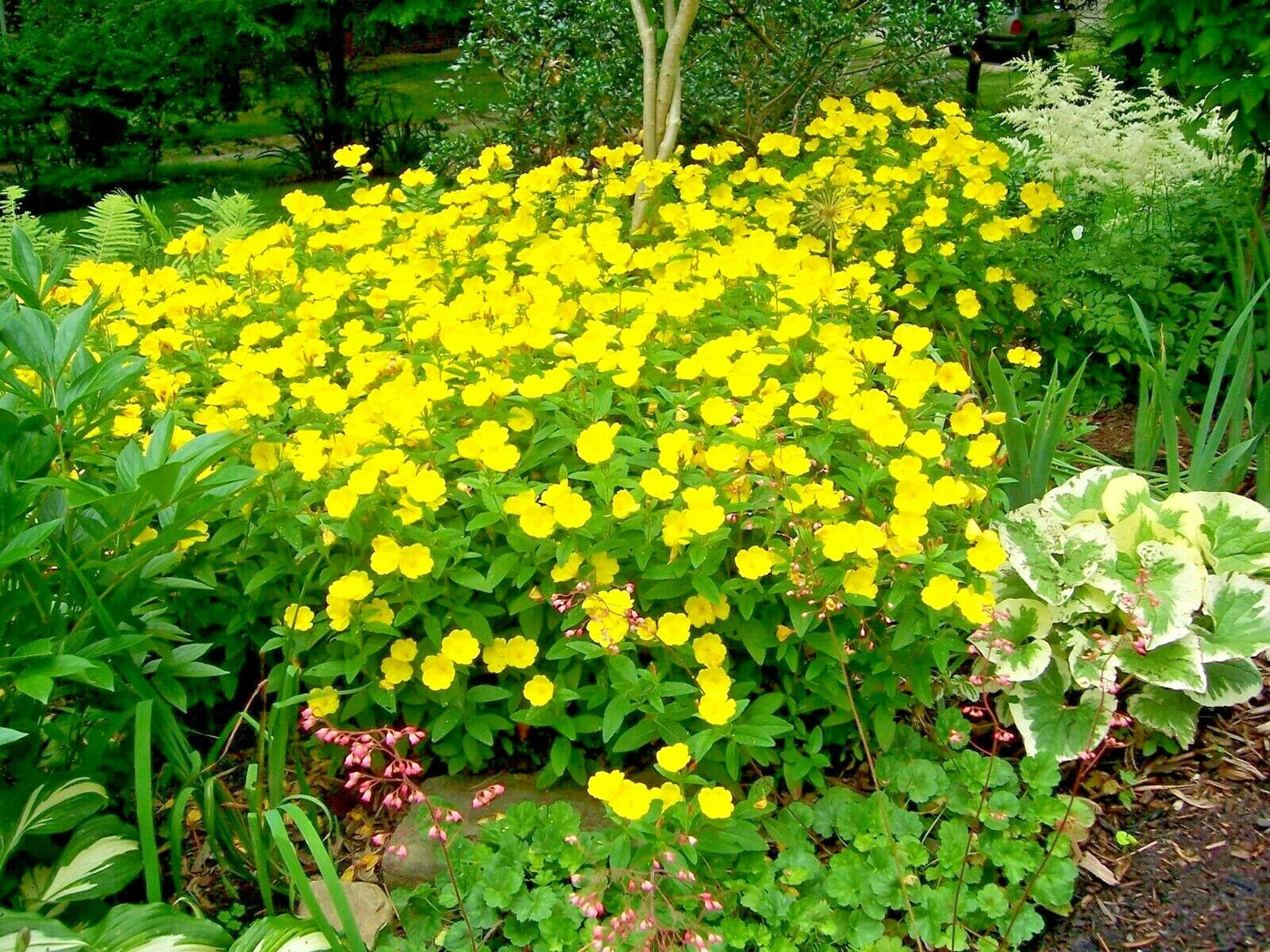 Evening Primrose Flower Seeds - Common Annual Wildflower - Oenothera biennis - Easy to Grow for Gardens & Containers
