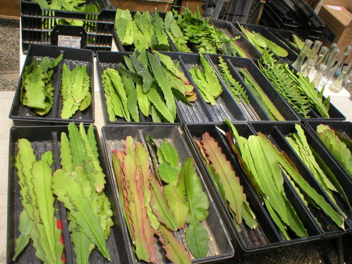 Epiphyllum Cuttings - "Aztec Treasure" Orchid Cactus - Don's Cuttings AUG/1 - Unique Succulent Variety