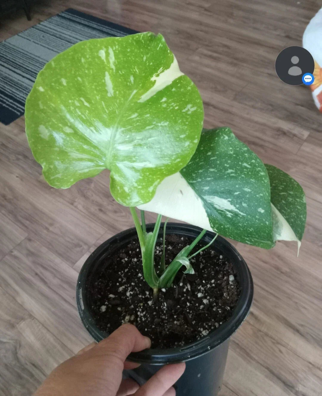 Monstera Thai Constellation Live Plant, Variegated, Gallon Pot, Monstera Deliciosa Variegata