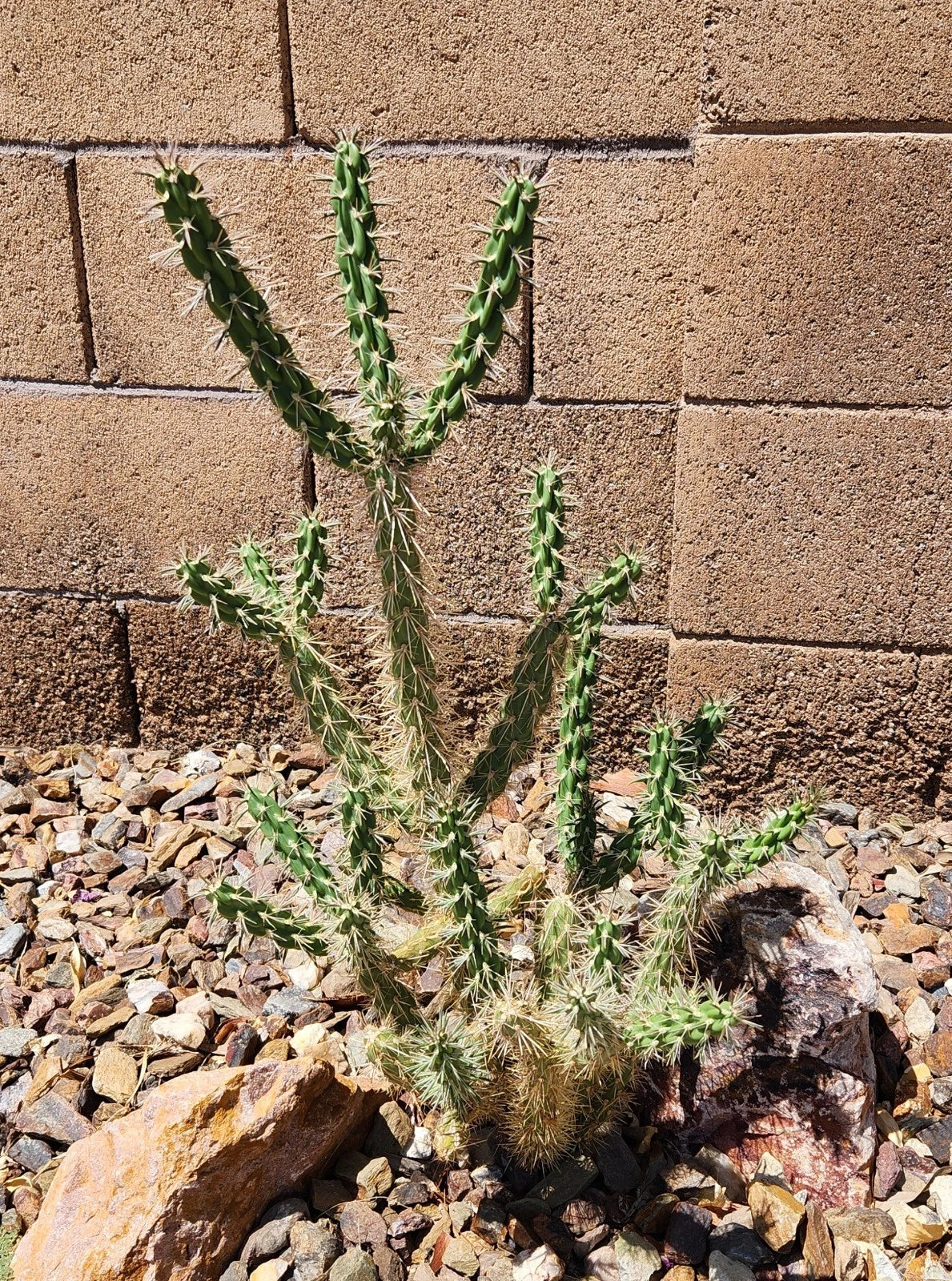 Cylindropuntia Imbricata Tree Cholla Cactus Cutting - Live Plant from Grants NM, Drought-Tolerant Succulent