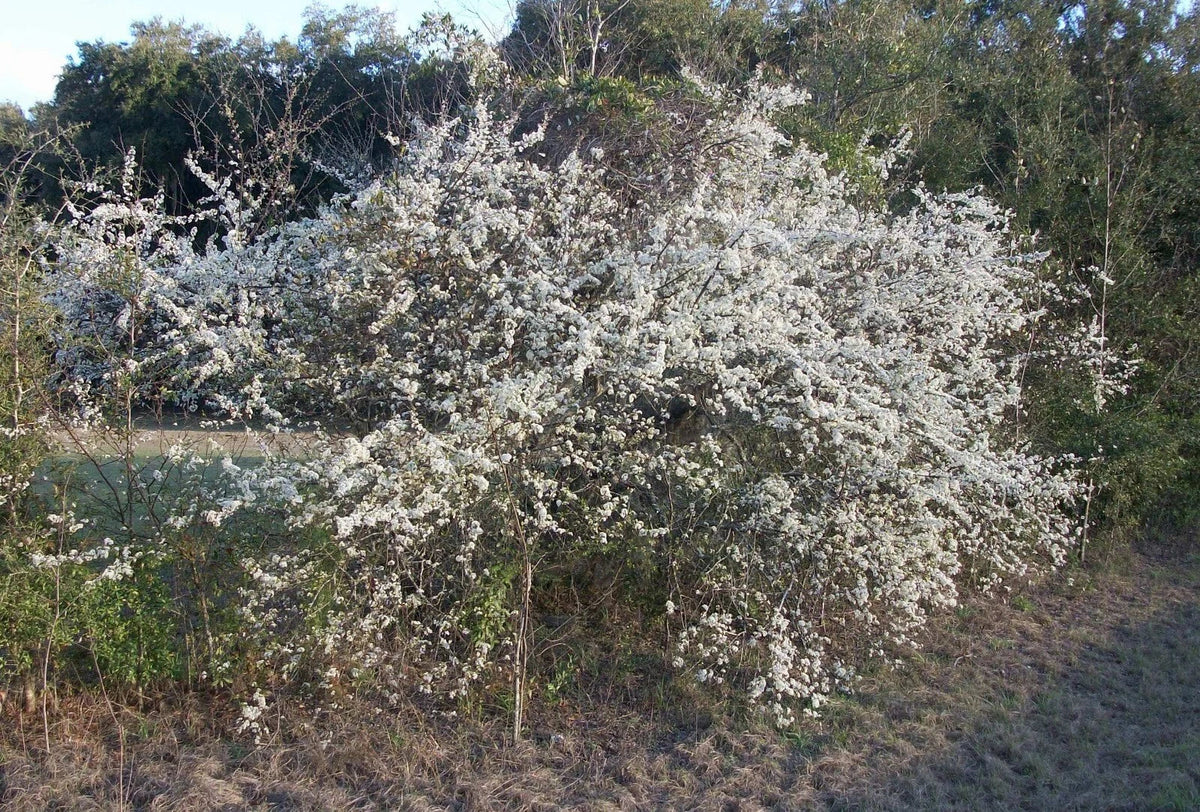 Wild Plum Tree Live Plant Set of 2, 12-18 Inches, Prunus spp., 1-2 Years Old, Hardy Zones 5-9, Freshly Dug.