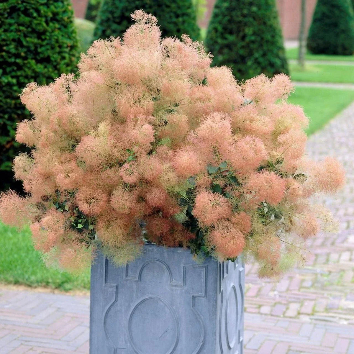 Young Lady Smoke Bush Seeds - 20 Pre-Stratified Seeds - Cotinus coggygria - Free Shipping