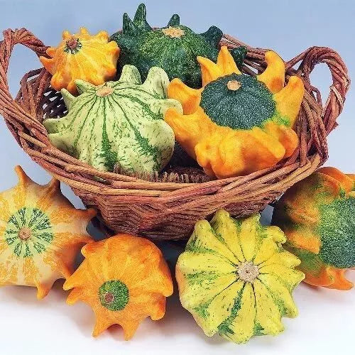Crown of Thorns Gourd Seeds - 10 Seeds - Exotic Squash with Fingers - Cucurbita ficifolia