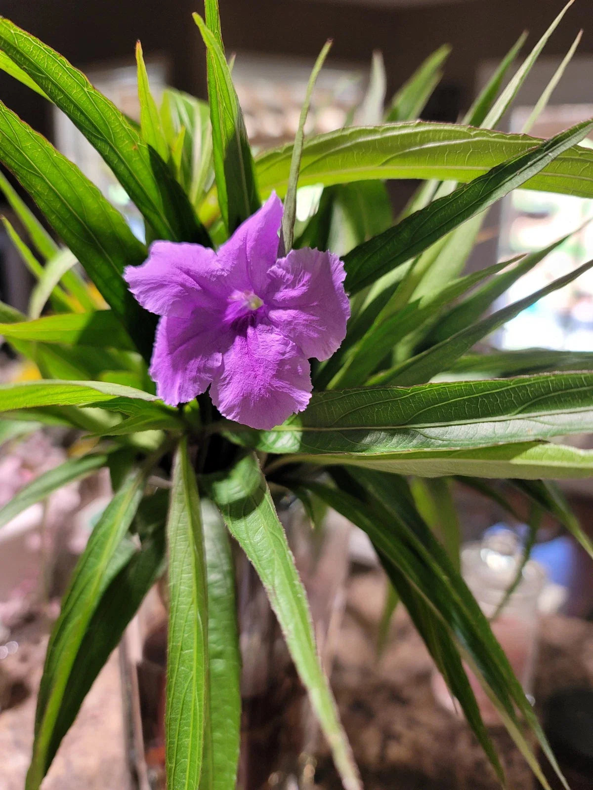 Mexican Petunia Cuttings - 6 Purple Showers Perennial - Ruellia simplex - Perfect for Pollinators