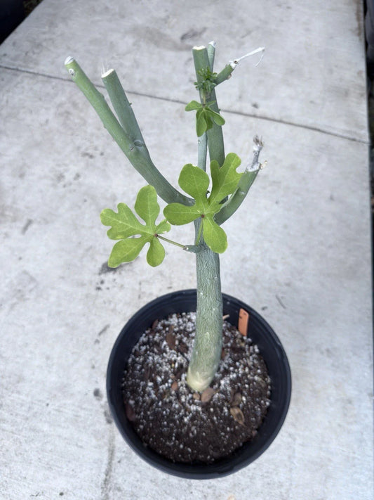 Adenia Venenata Caudex Succulent Plant | Unique Caudiciform Variety | Rare Indoor Greenery