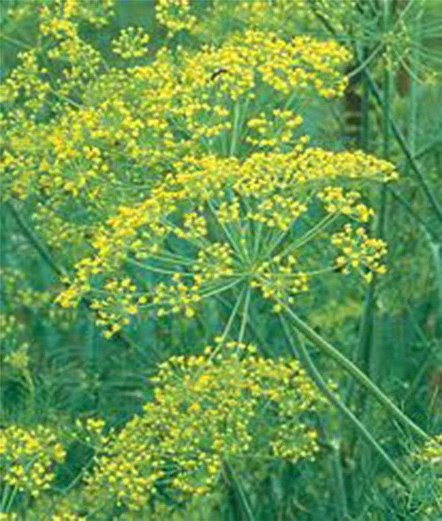 Dill Seed 500 Seeds Mammoth Long Island Heirloom Non-GMO Spice Anethum graveolens