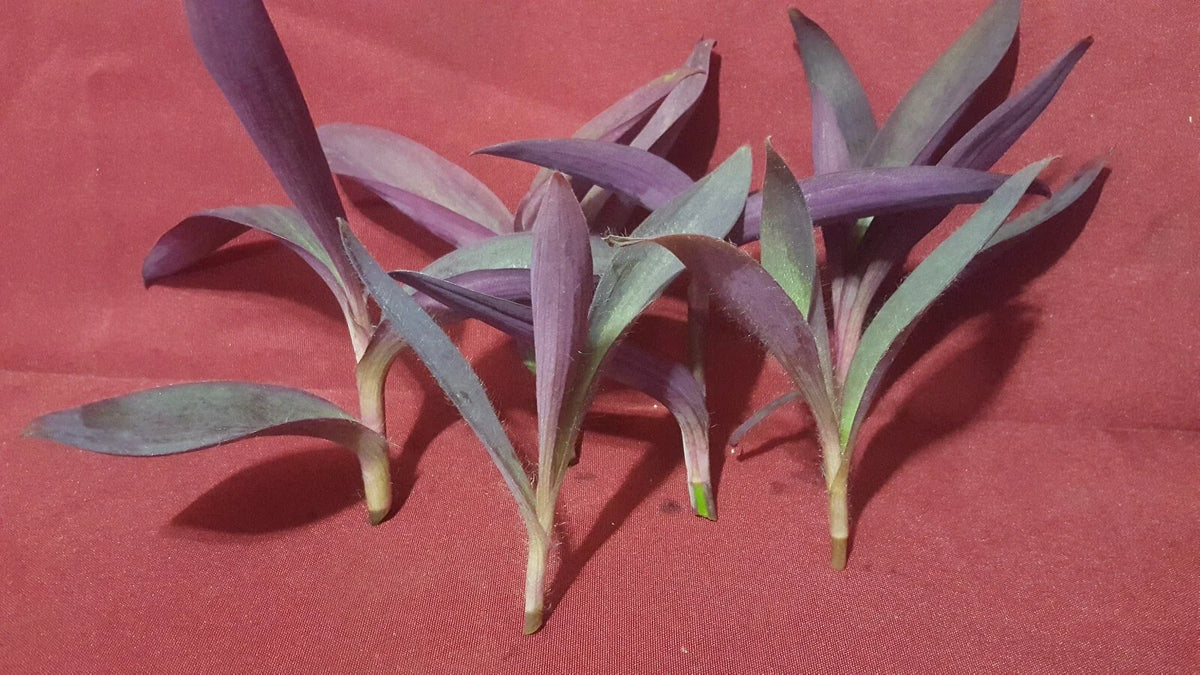 Purple Heart Wandering Jew Plant Cuttings 5 Pieces 4-6 Inches Tradescantia pallida