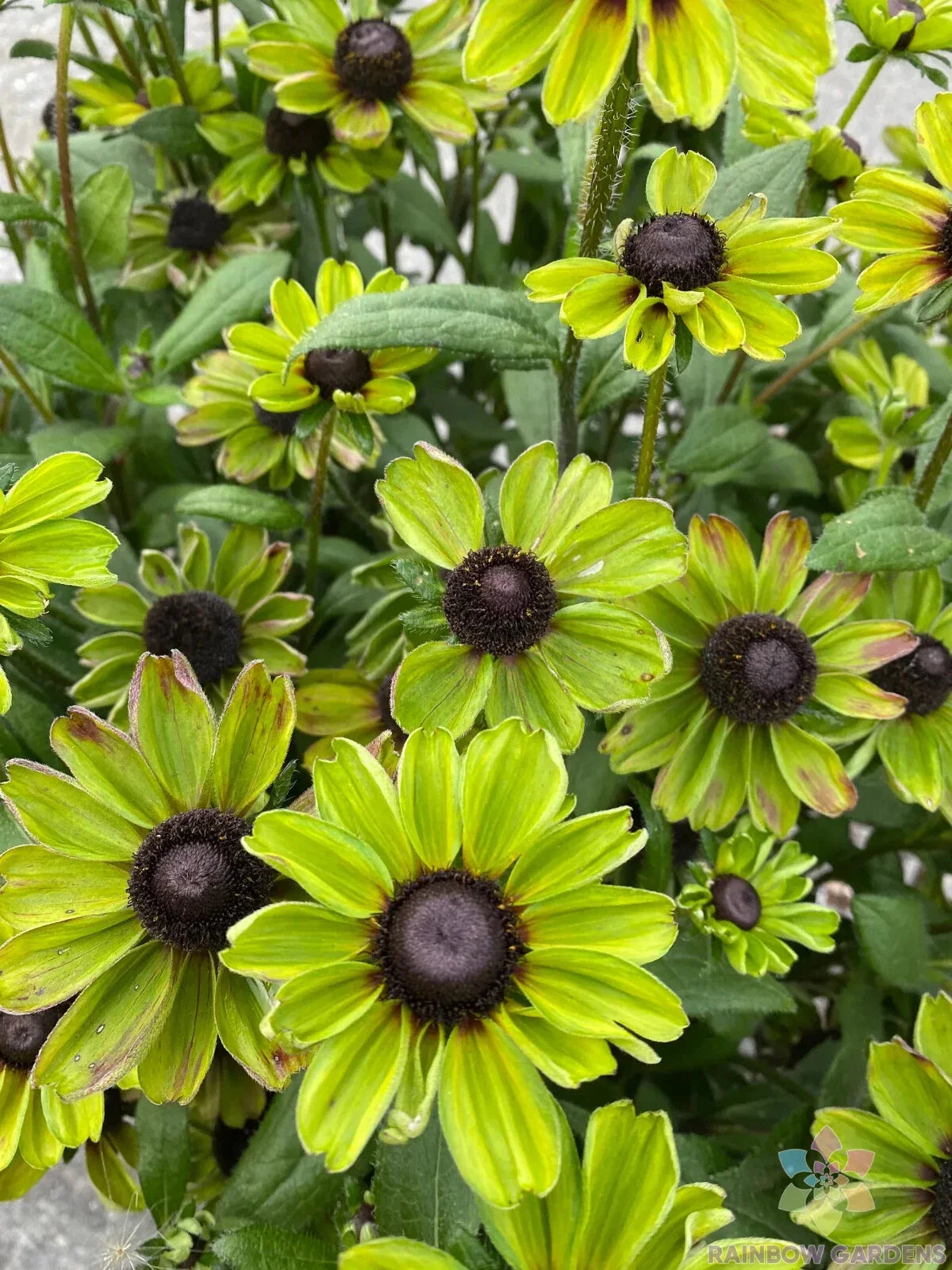 Rudbeckia Seeds - 200+ Pack - Enchanted Forest Variety - Ideal for Garden Planting - USA Grown
