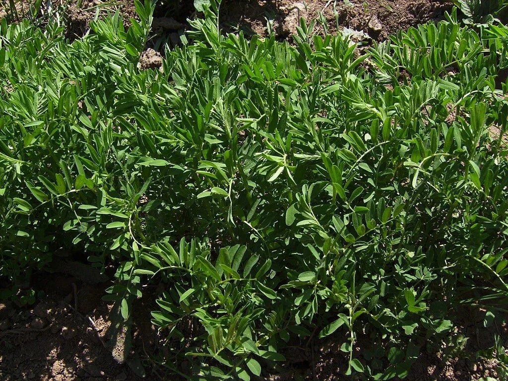 Organic Black Lentil Seeds - 200 Non-GMO Seeds for Sprouting - Lens culinaris - Great for Home Gardening and Healthy Eating