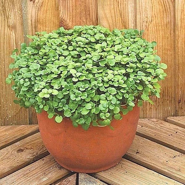 Organic Watercress Seeds - 2000+ Non-GMO Indoor Container Herb - Nasturtium officinale for Shade Garden