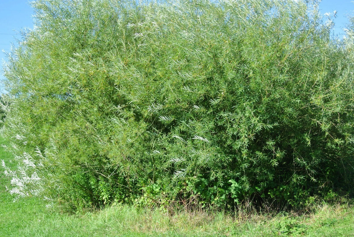 Live Basket Willow Cuttings - 4 Pack - Salix Viminalis - Easy to Grow for Landscaping and Garden Projects