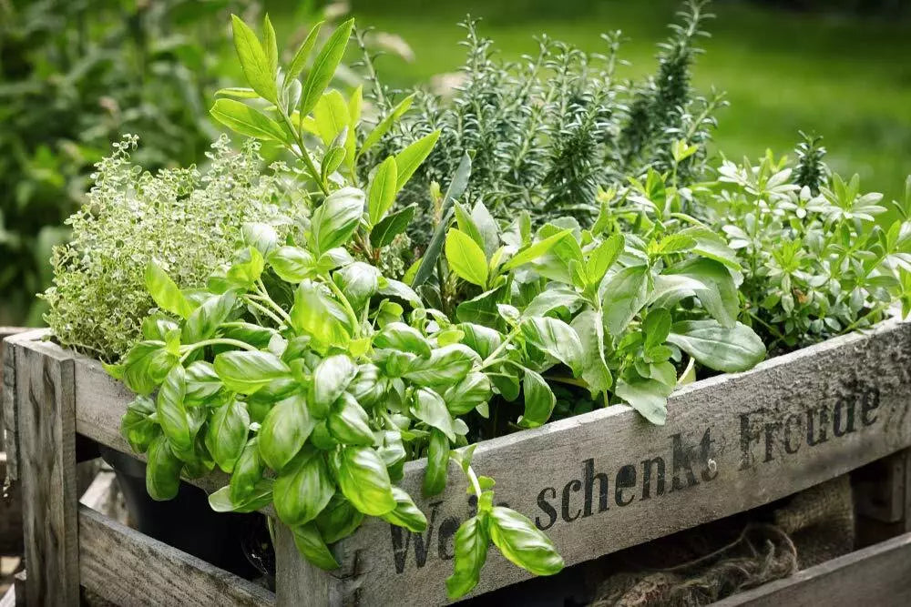 Herb Garden Kit 5 Pack | Chef Variety | Parsley, Oregano, Cilantro, Dill, Thyme | Culinary Herbs