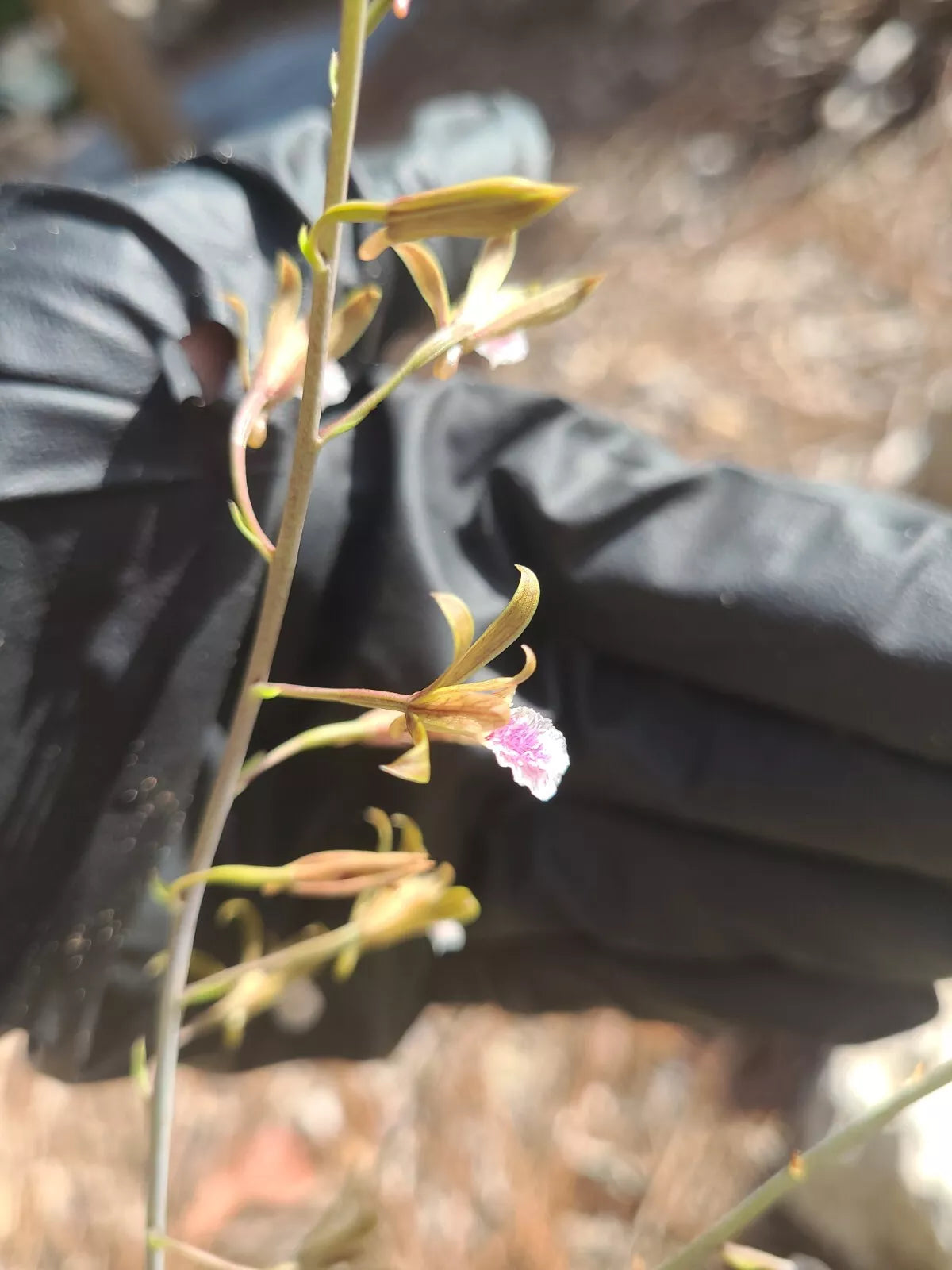 Eulophia Graminea Mini Orchid - Blooming Size Chinese Crown Ground Plant