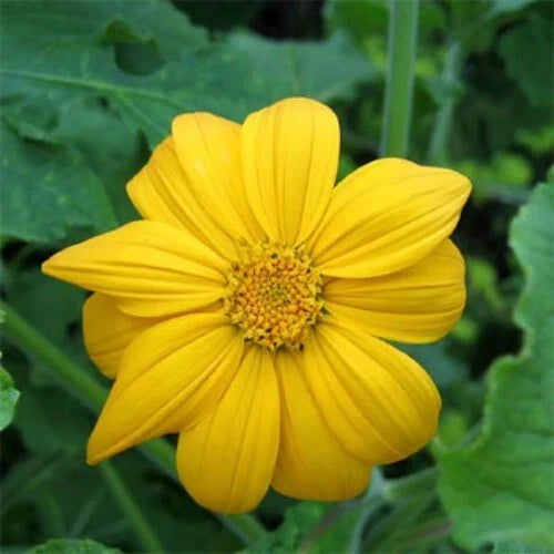 Mexican Sunflower Cuttings 8 Inches Tithonia Diversifolia Tropical Plant - 25 Pack