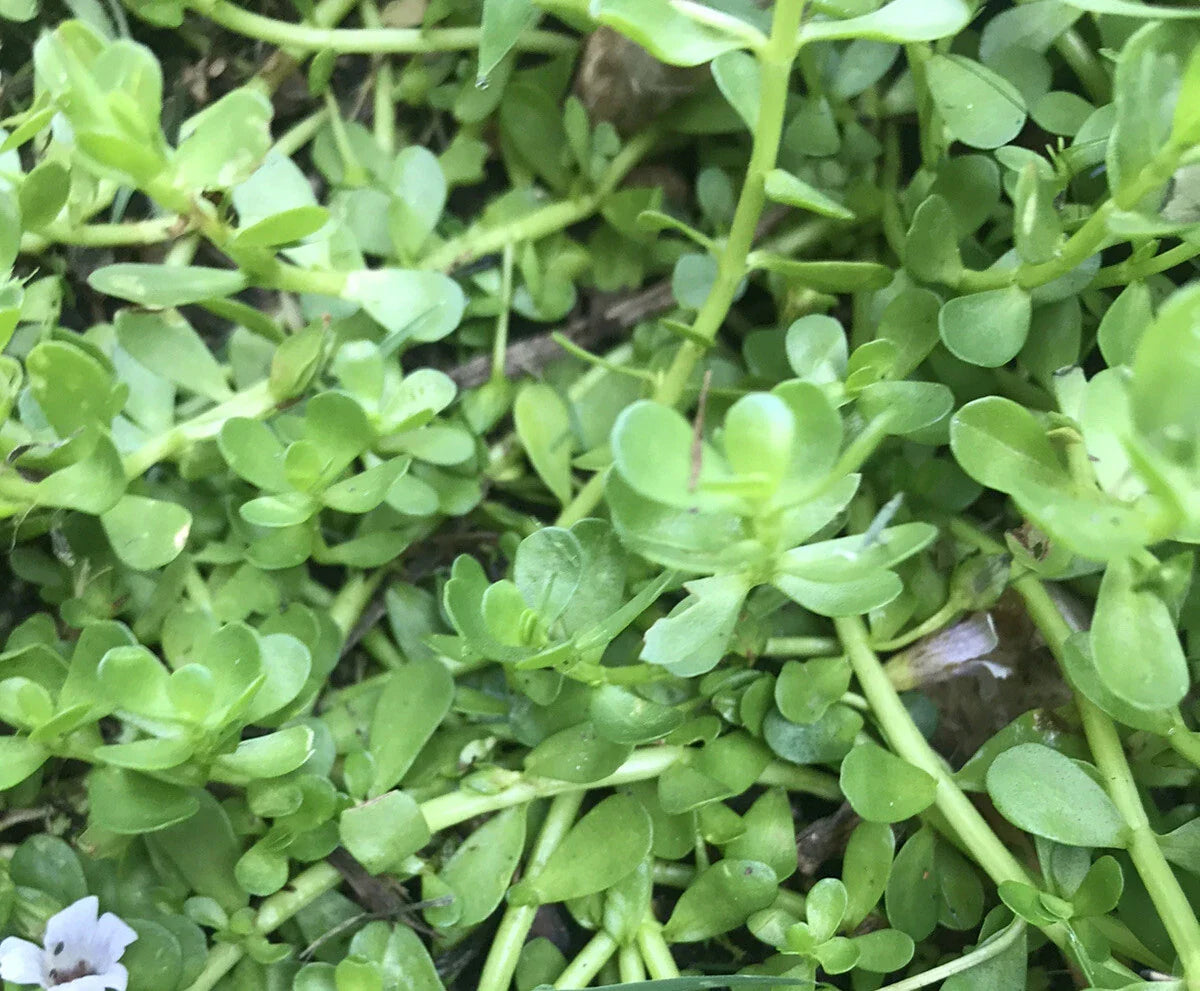 Live Bare Root Bacopa Monnieri Brahmi Water Hyssop Aquatic Plant - 20 Pack, Rau Dang