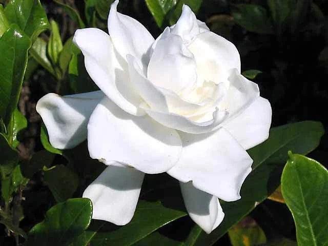 Heirloom Gardenia Bush 6" White Flowering Cape Jasmine Live Plant Gardenia Jasminoides