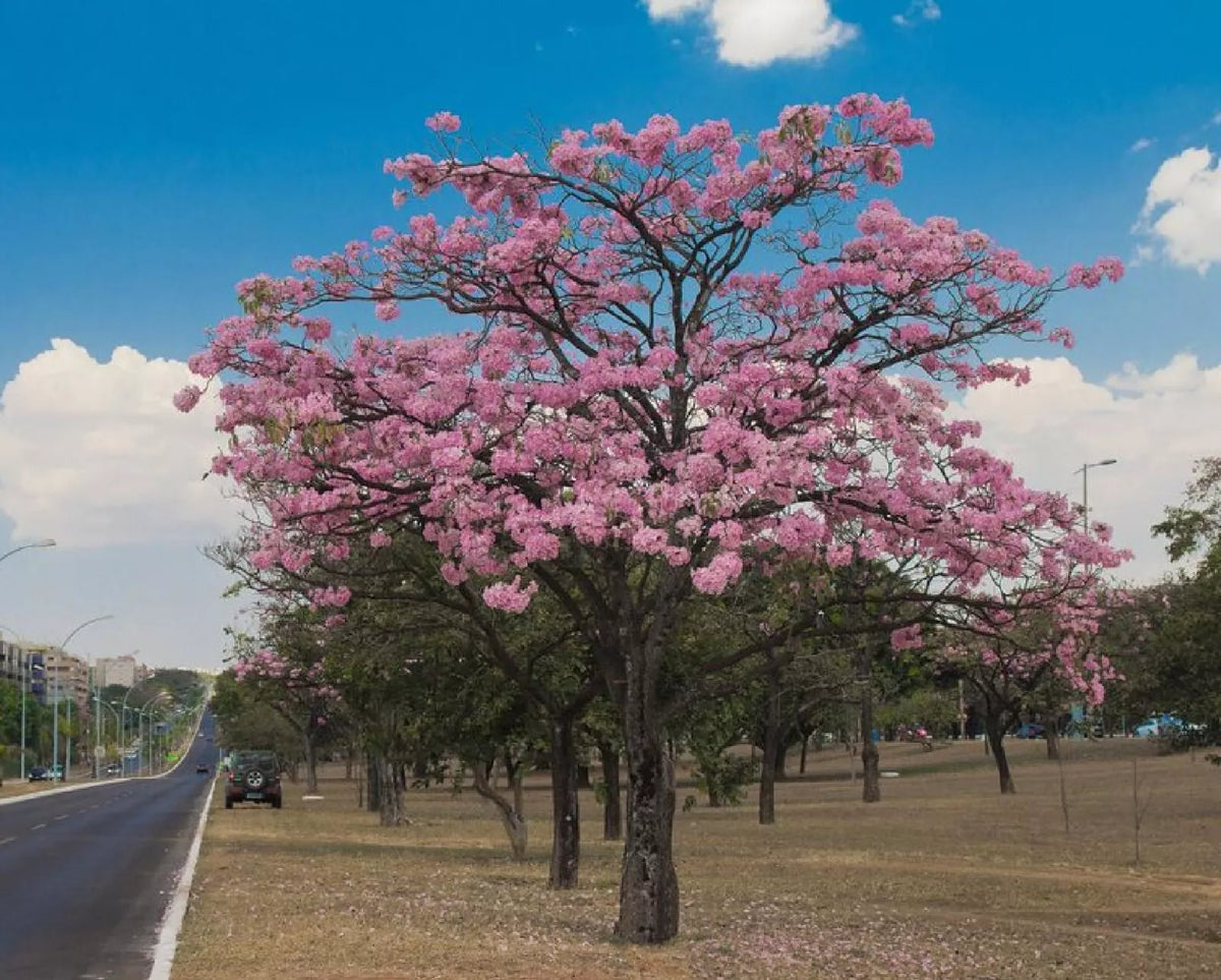 Pink Trumpet Tree Seeds - Pre-Stratified 15 Seeds - Tabebua rosea - Tropical Flowering Tree Seeds