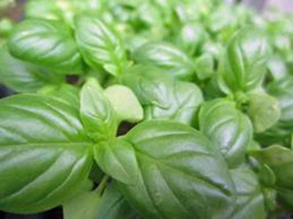 Sweet Genovese Basil Seeds, Heirloom Non-GMO, 500 Seeds, Herb, Spice, Ocimum basilicum