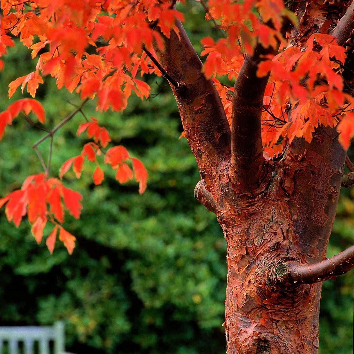 Paperbark Maple Tree Seeds - Stunning Cinnamon Bark, Acer griseum, for Planting