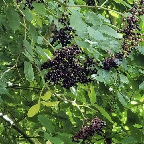 European Black Elderberry Tree Seeds - 300+ Seeds - Sambucus nigra - Organic, Non-GMO, Heirloom