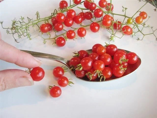 Dwarf Red Currant Tomato Seeds - 25 to 2000 Heirloom Seeds - World's Smallest Productive Tomato (Solanum lycopersicum)