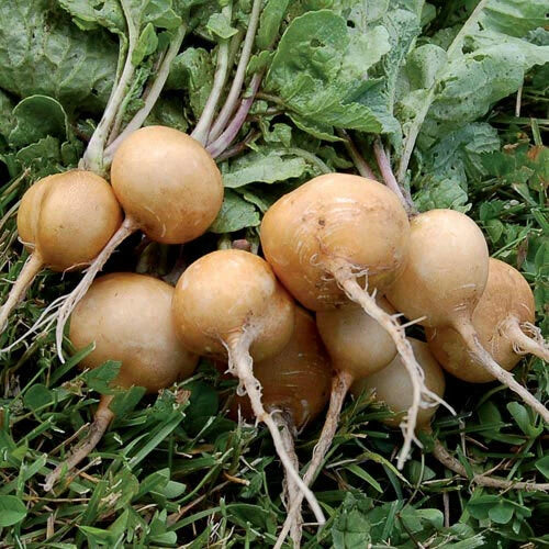 Golden Helios Radish Seeds - Rare Heirloom, NON-GMO, Various Sizes, Brassica rapa