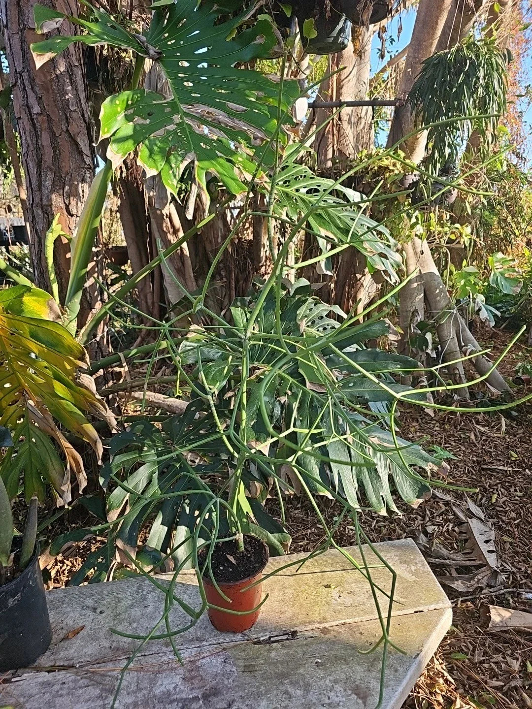 XXL Euphorbia tirucalli Pencil Cactus - African Milkbush 38" Tall in 5" Pot - Unique Indoor Plant Decor