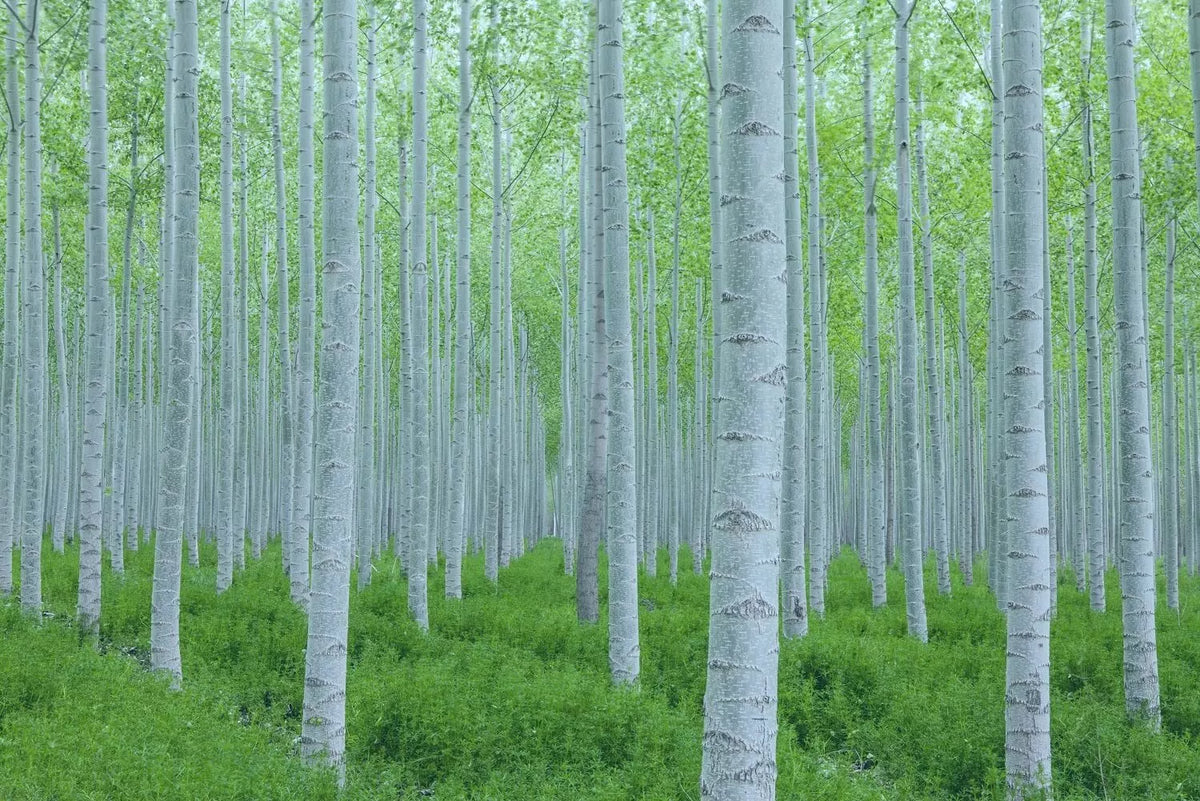 White Poplar Seeds for Planting - 30 Seeds - Fast Growing White Leaf Tree (Populus alba)