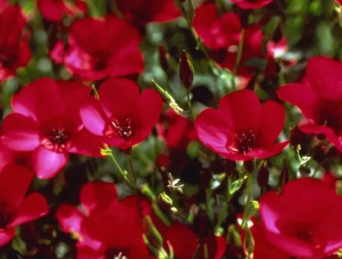 Scarlet Flax Seeds 200 Count - Linum usitatissimum - Non-GMO, Heirloom, Easy to Grow