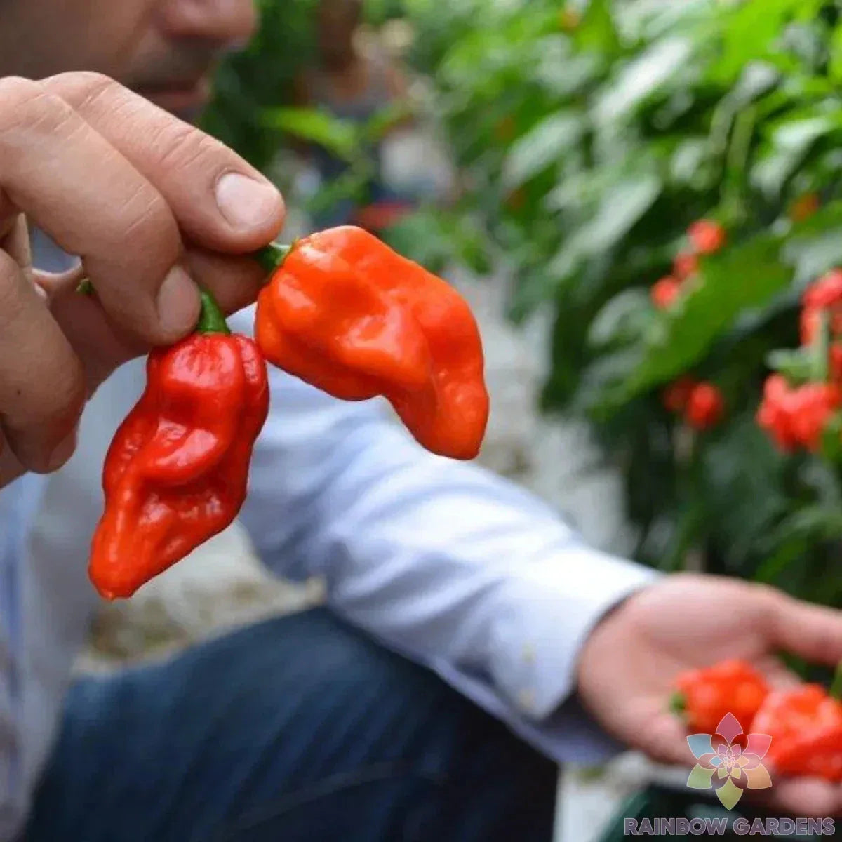 Komodo Dragon Hot Pepper Seeds - 25+ Pack for Garden Planting - Capsicum chinense - USA Grown - Free Shipping