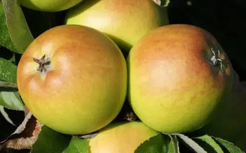 Sturmer Pippin Apple Seeds - 25+ Heirloom Seeds for Garden Planting - Malus domestica - USA