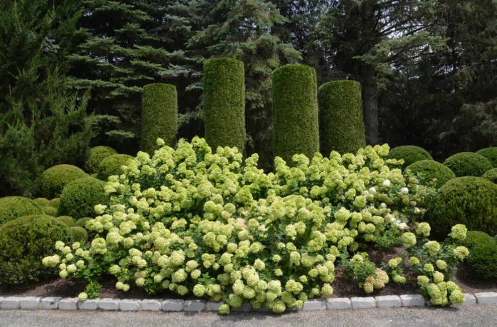 Lime Hydrangea Shrub - Quart Pot - 6-12" - Heirloom Outdoor Flower - Panicle Hydrangea - Full Sun - Year-Round Bloom - Zones 3-8
