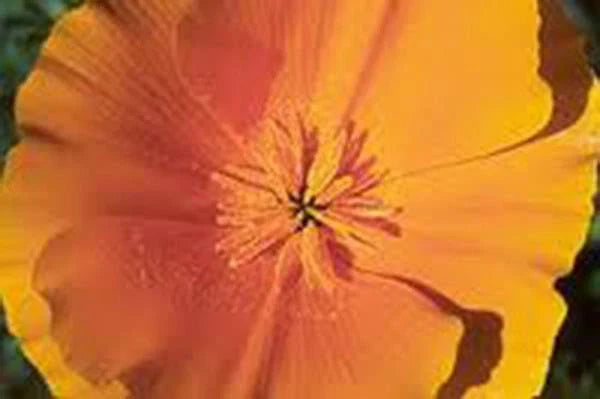 California Poppy Seeds, 100+ Count, Bright Orange Flowers, Eschscholzia californica