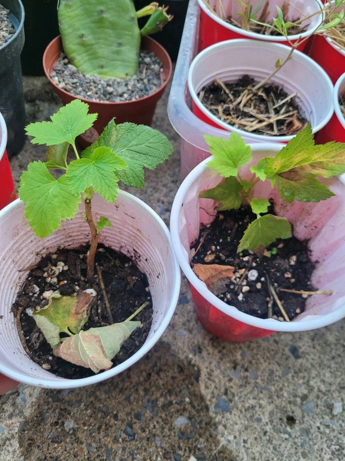 Black Currant Starter Plant Rooted Cutting Organic Zones 3-8 Ribes nigrum