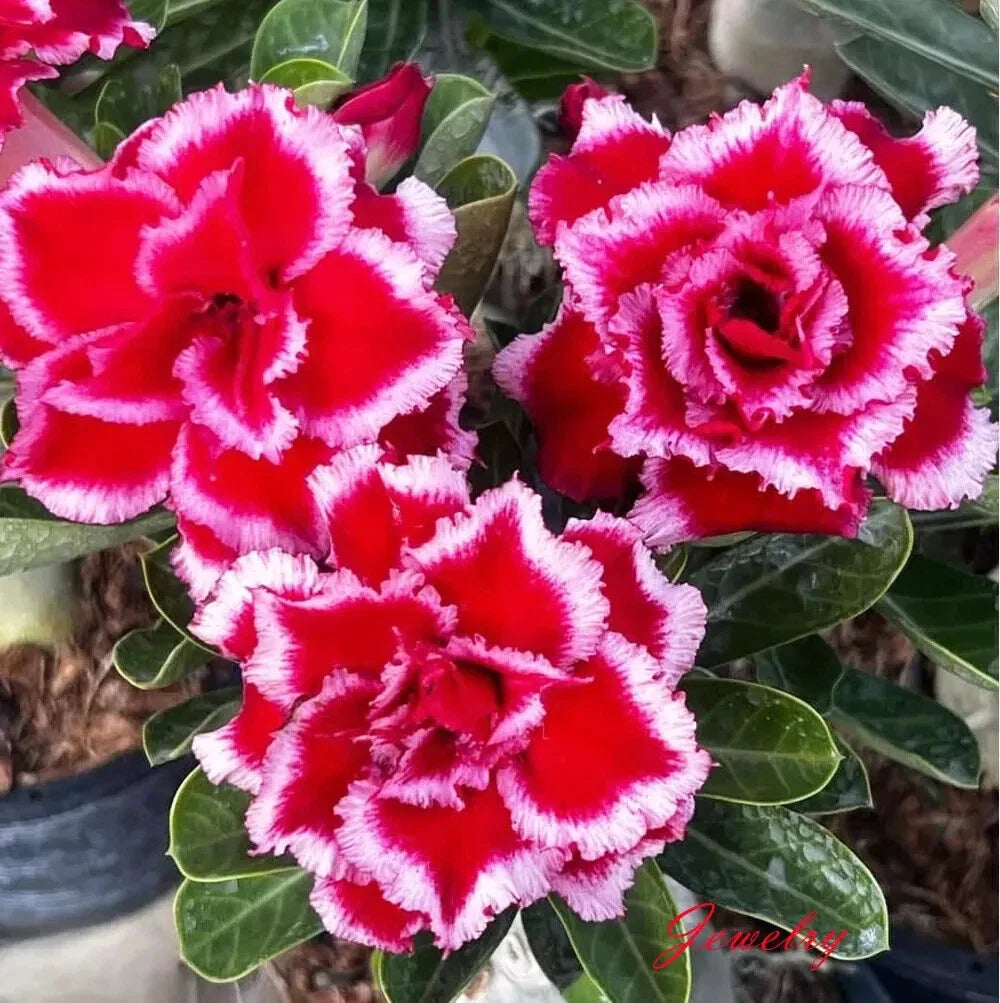 Desert Rose Adenium Obesum Small Rooted Seedling Plant - 4-6 Inches - Unique Succulent Variety