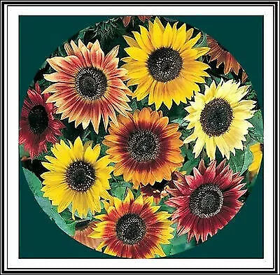 Sunflower Seeds Mix - 50+ Seeds - Crazy Mix - 15+ Varieties - Helianthus annuus