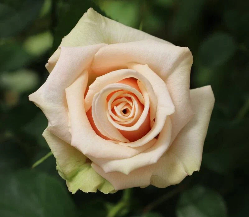Sahara Rose Cuttings - 3 Super Rare Plant Propagation Pieces - Ideal for Rooting or Grafting - Rosa spp.