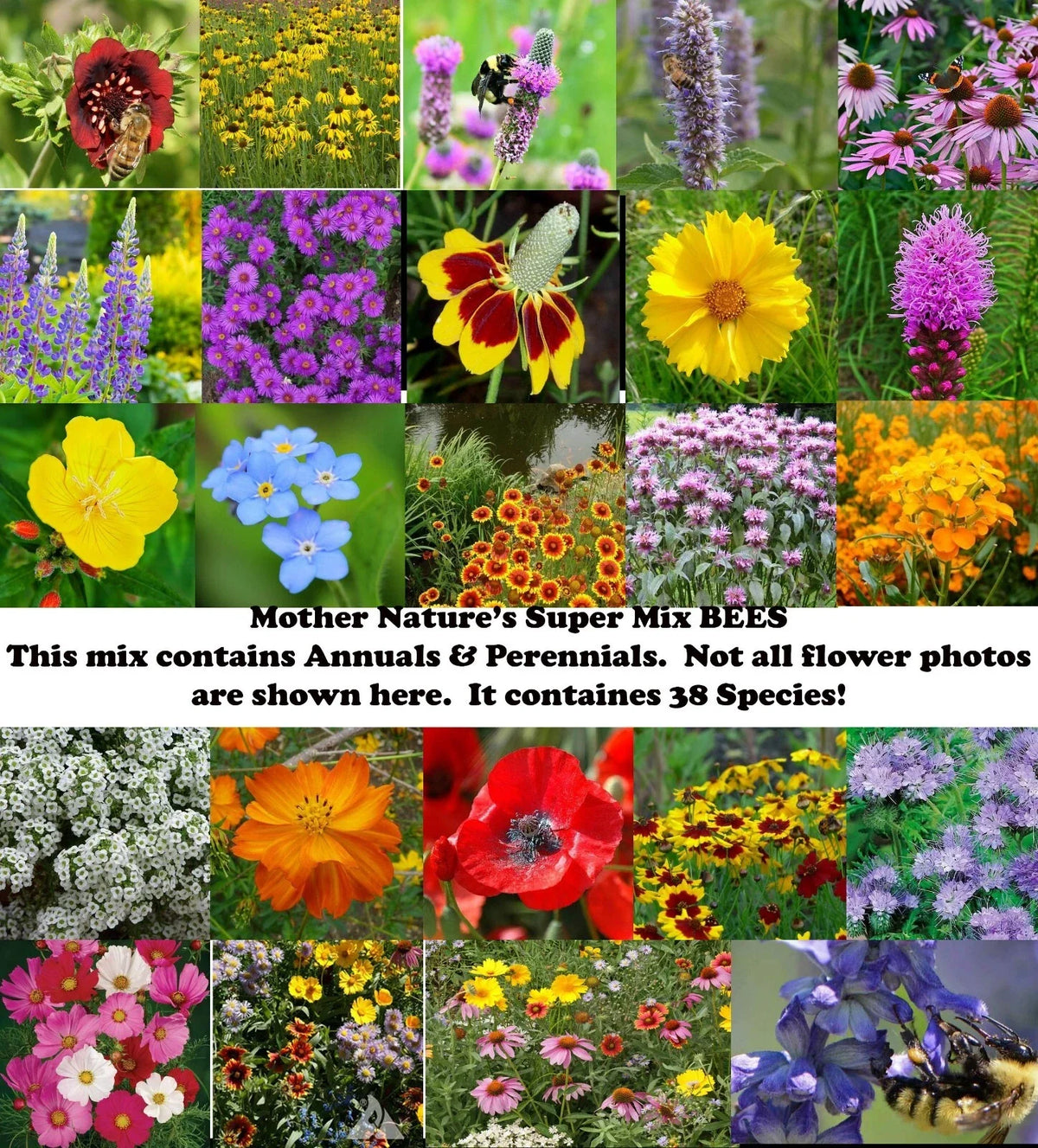 Wildflower Seed Mix - 1000 Non-GMO Seeds - 38 Species Variety - Mother Nature’s Super Mix