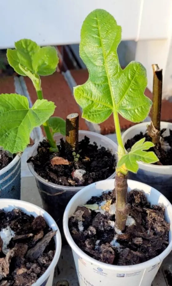 Organic Celeste Honey Sugar Fig Tree - Small Pot, Cold Hardy, Great Producer - Ficus carica