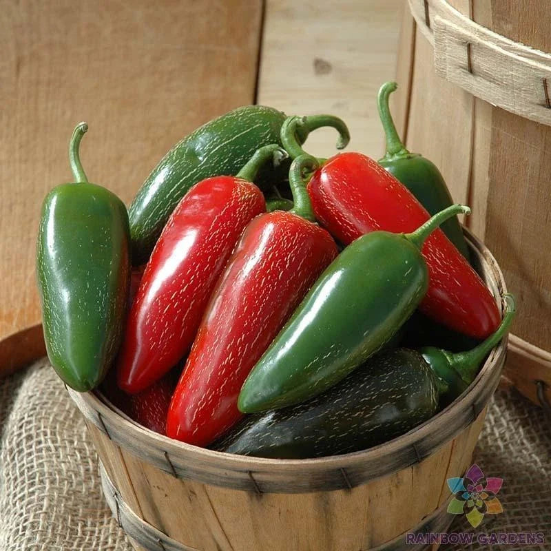 25+ Jalapeno Hot Pepper Seeds for Garden Planting, Capsicum annuum, USA Grown, Non-GMO