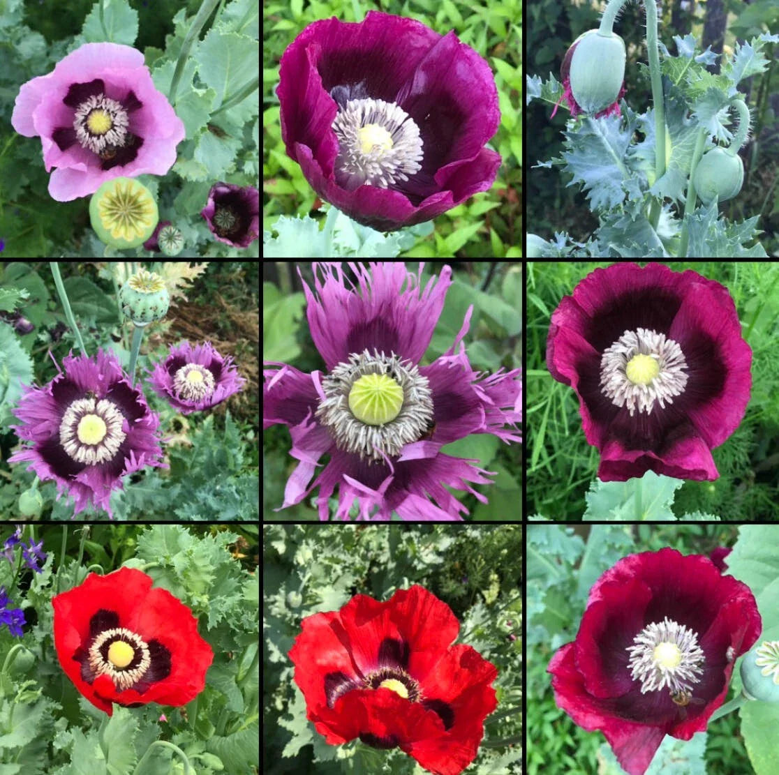 Non-GMO Poppy Seeds Breadseed Mixed Colors - Papaver somniferum, 1000 Seeds for Baking