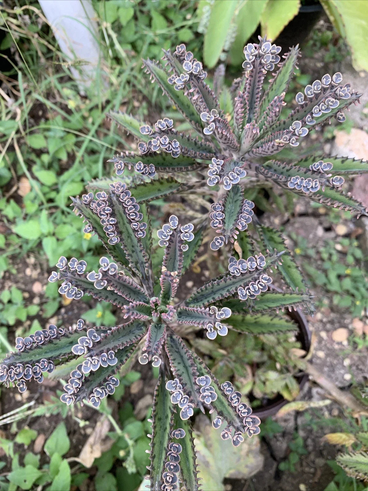 Mother of Millions Succulent Plant - Kalanchoe daigremontiana - 10+ Cuttings for Propagation, Chandelier Plant