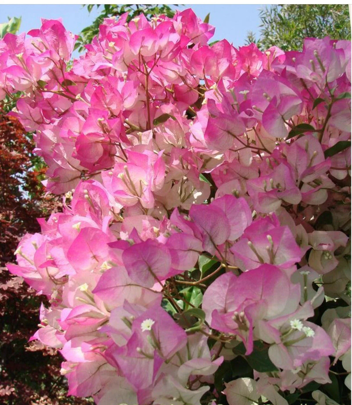 Cherry Blossom Bougainvillea Starter Plant - Small Well Rooted, Vibrant Pink Blooms, Bougainvillea glabra