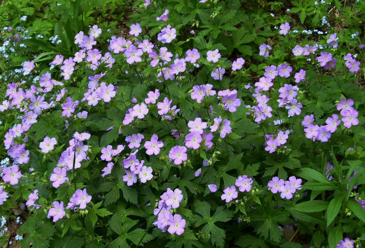 Wild Geranium Plants - 5 Bare Root Woodland Wildflowers - Geranium maculatum - Native Hardy Garden Perennials