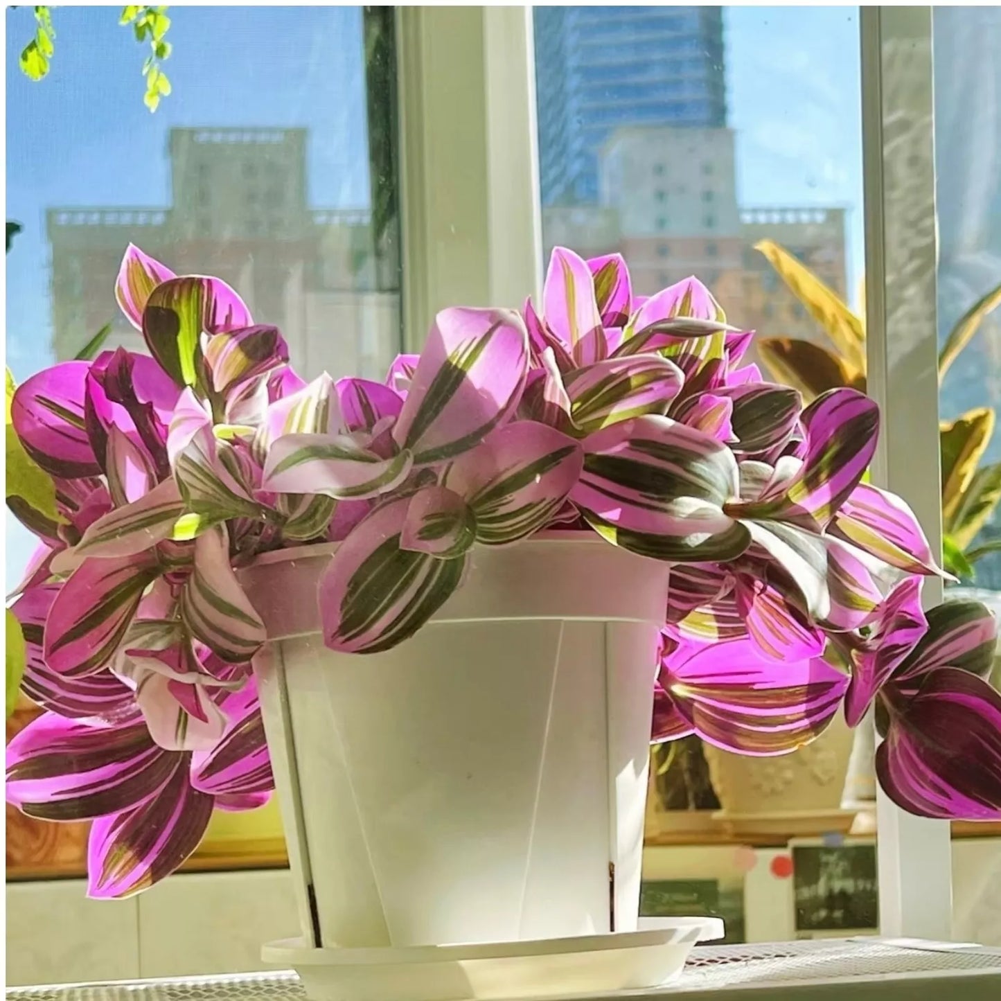 Unrooted Tradescantia Nanouk Cuttings - 3-4” Rare Pink Wandering Jew Houseplant - Perfect for Indoor Gardening
