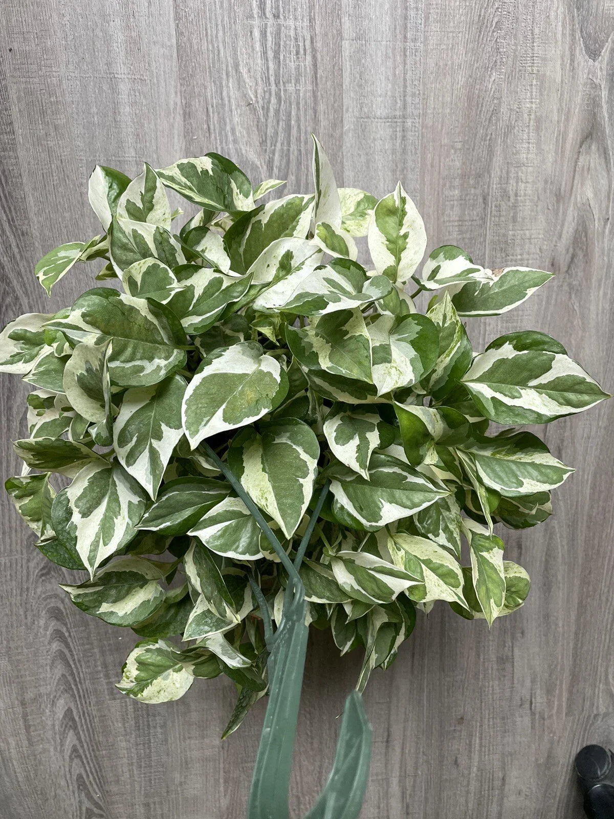 Pothos Cuttings - 3 Pearls and Jade - Variegated Devil’s Ivy Indoor House Plant - Epipremnum aureum